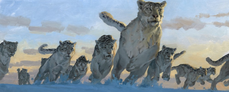 Snow leopards hunting. Illustration by Gregory Manchess. Source: Gregory Manchess.